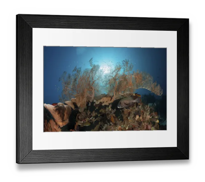 Framed Print : Species-rich coral reef, Raja Ampat