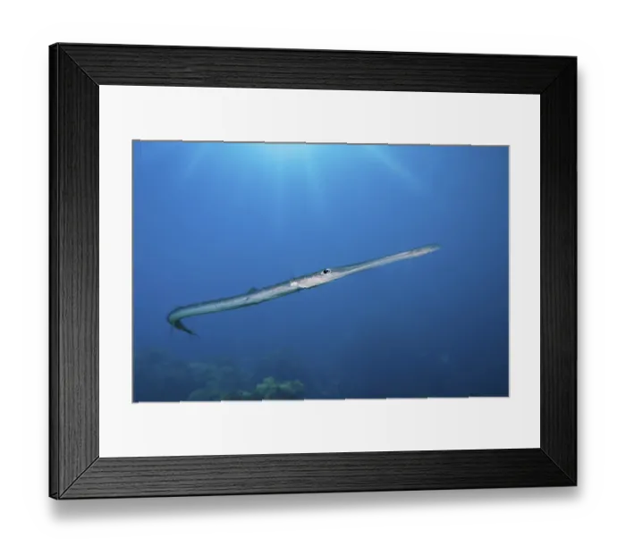 Framed Print : Flutefish, Fistularia commersonii