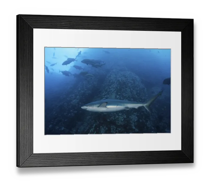 Framed Print : Galapagos shark, Carcharhinus galapagensis