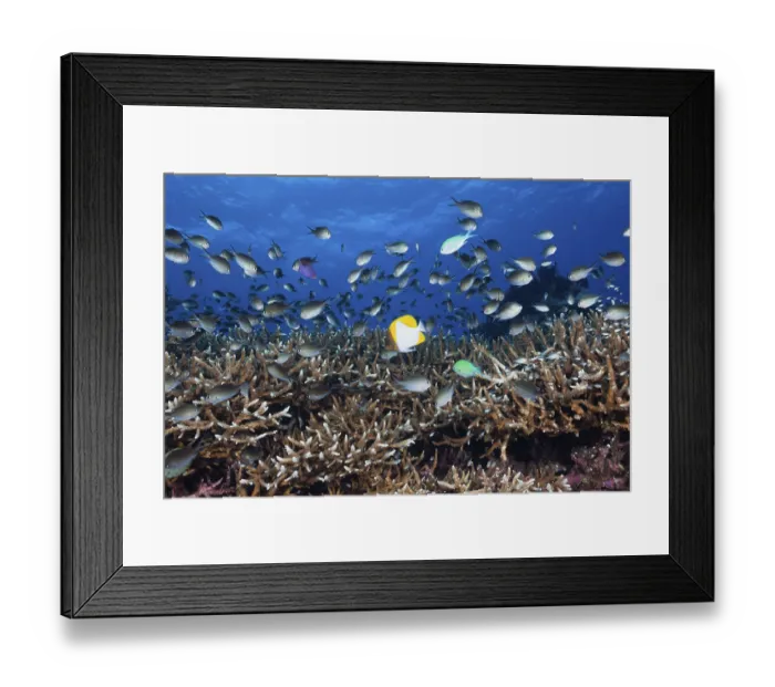 Framed Print : Chromis over coral reef, Chromis sp