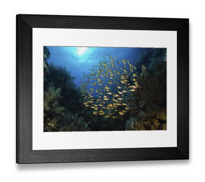 Framed Print : Glassfish in a school, Parapriacanthus Framed Print : Glassfish in a school, Parapriacanthus