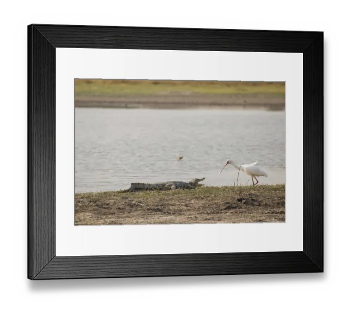 Framed Print : Nile crocodile and African spoonbill (Platalea alba)