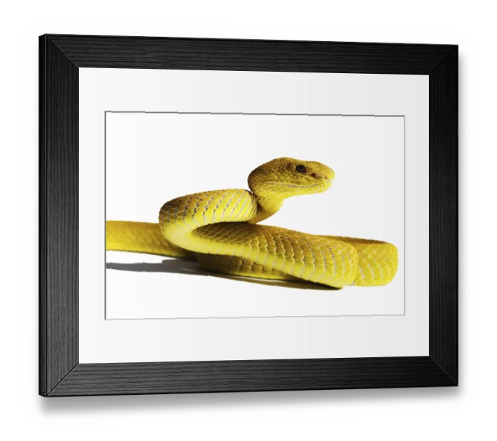 Framed Print : White-lipped Island Pit Viper Cryptelytrops (= Trimeresurus) insularis Indonesia Captivity Framed Print : White-lipped Island Pit Viper Cryptelytrops (= Trimeresurus) insularis Indonesia Captivity
