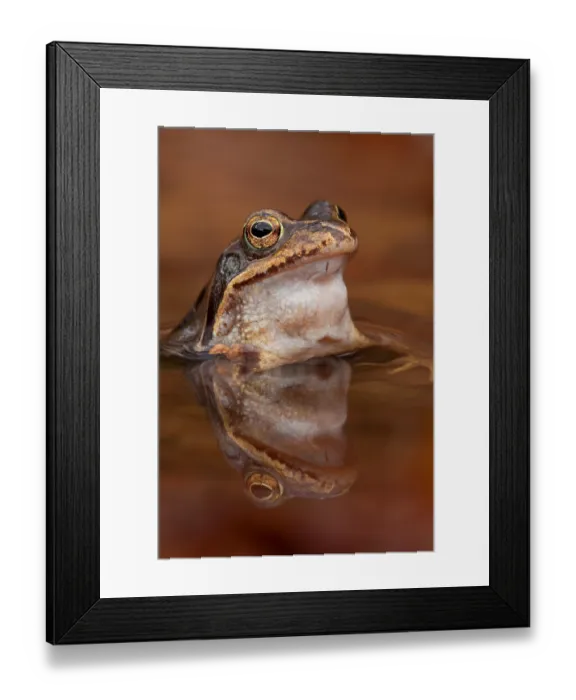 Framed Print : Common frog (Rana temporaria) Rhineland-Palatinate Framed Print : Common frog (Rana temporaria) Rhineland-Palatinate
