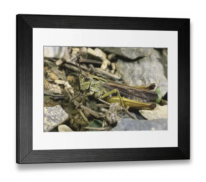 Framed Print : Common Green Grasshopper (Omocestus viridulus) Framed Print : Common Green Grasshopper (Omocestus viridulus)