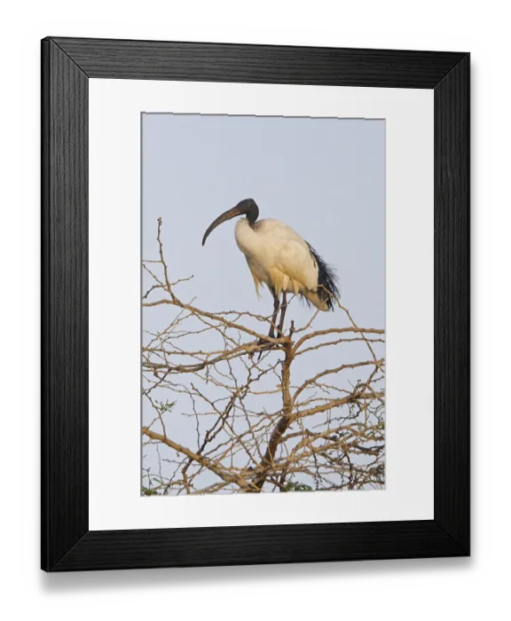 Framed Print : Sacred Ibis (Threskiornis aethiopicus) Framed Print : Sacred Ibis (Threskiornis aethiopicus)