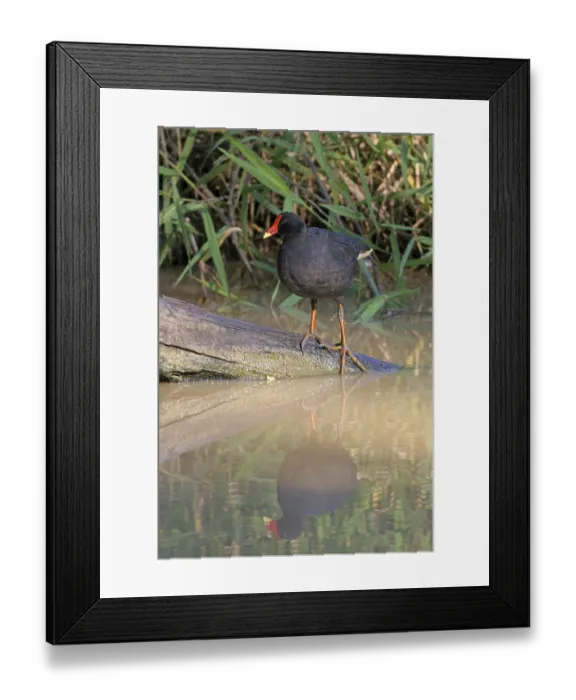 Framed Print : Dusky Moorhen (Gallinula tenebrosa)