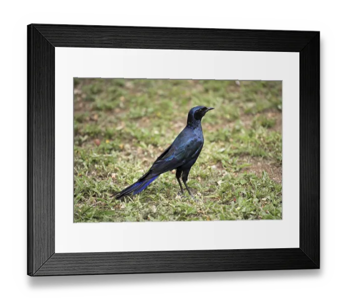 Framed Print : Meve's Long-tailed Starling (Lamprotornis mevesii)