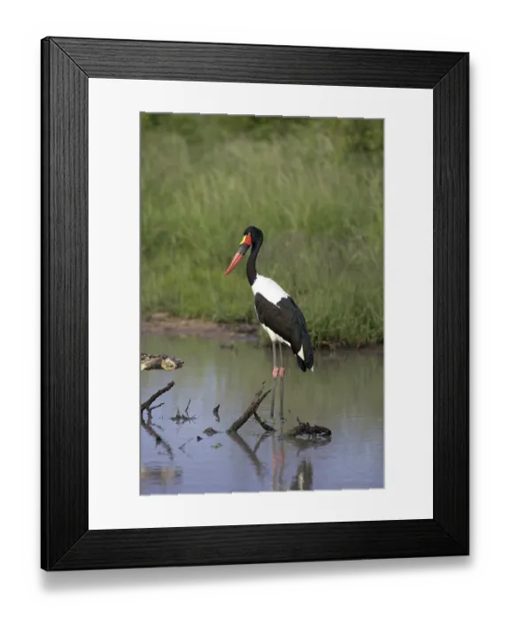 Framed Print : Saddle-billed Stork (Ephippiorhynchus senegalensis)