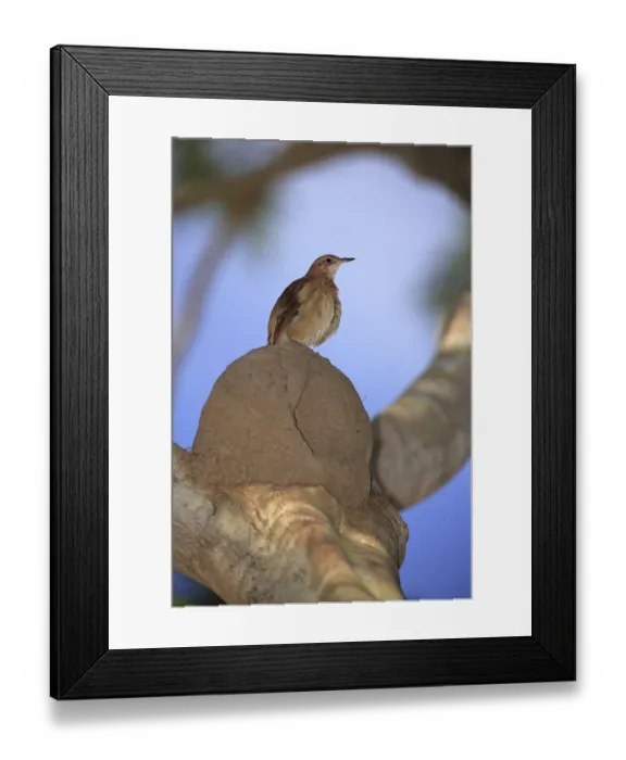 Framed Print : Rufous Hornero (Furnarius rufus) Framed Print : Rufous Hornero (Furnarius rufus)