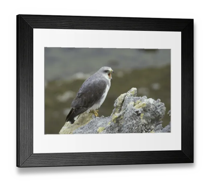 Framed Print : Redbacked Hawk (Buteo polyosoma)