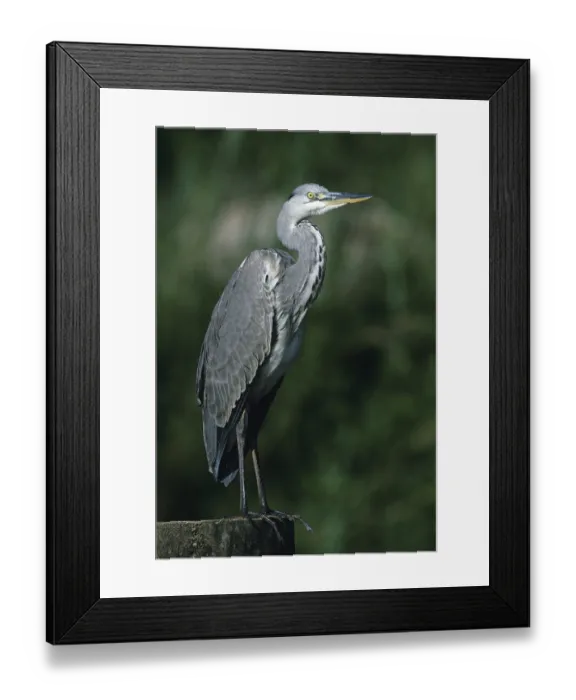 Framed Print : Grey Heron (Ardea cinerea), perched