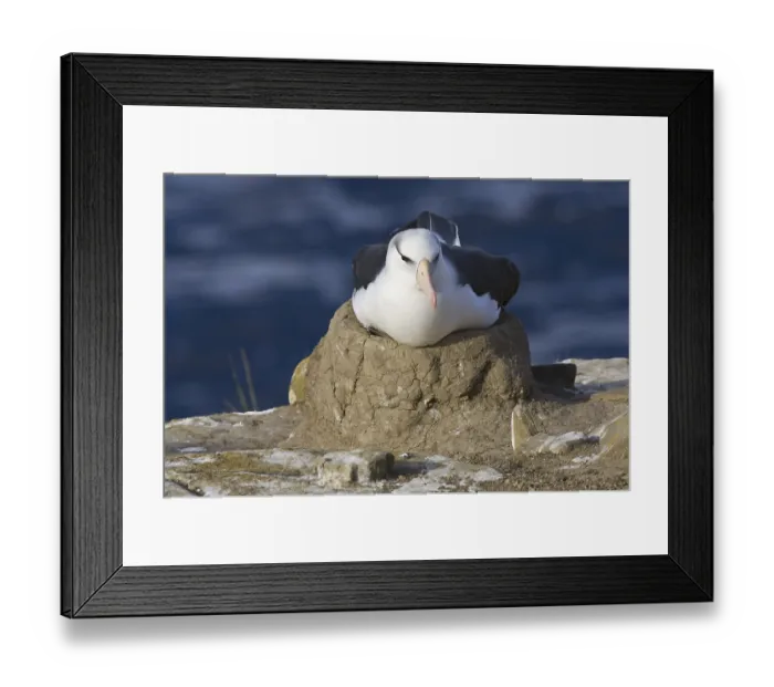 Framed Print : Black-browed Albatross (Diomedea melanophris) Framed Print : Black-browed Albatross (Diomedea melanophris)