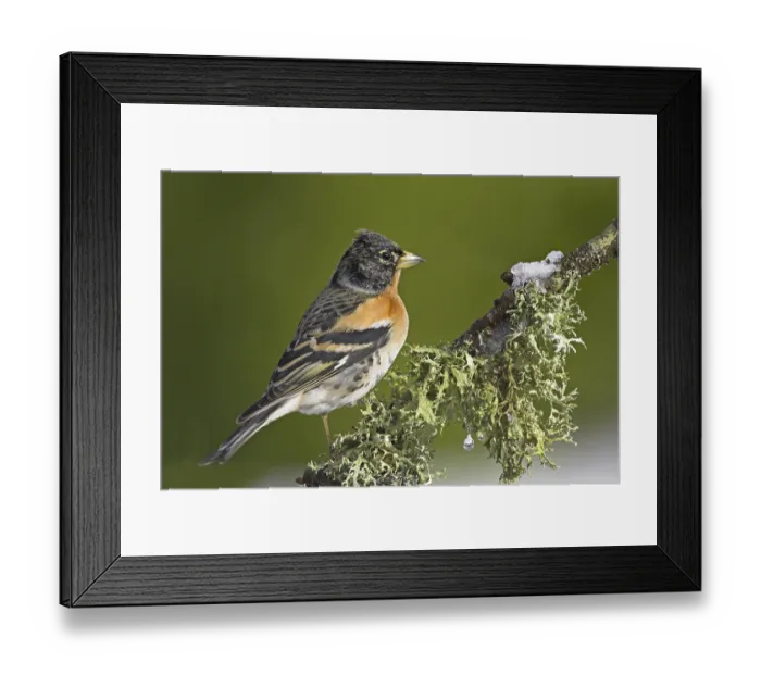 Framed Print : Brambling (Fringilla montifringilla) Framed Print : Brambling (Fringilla montifringilla)