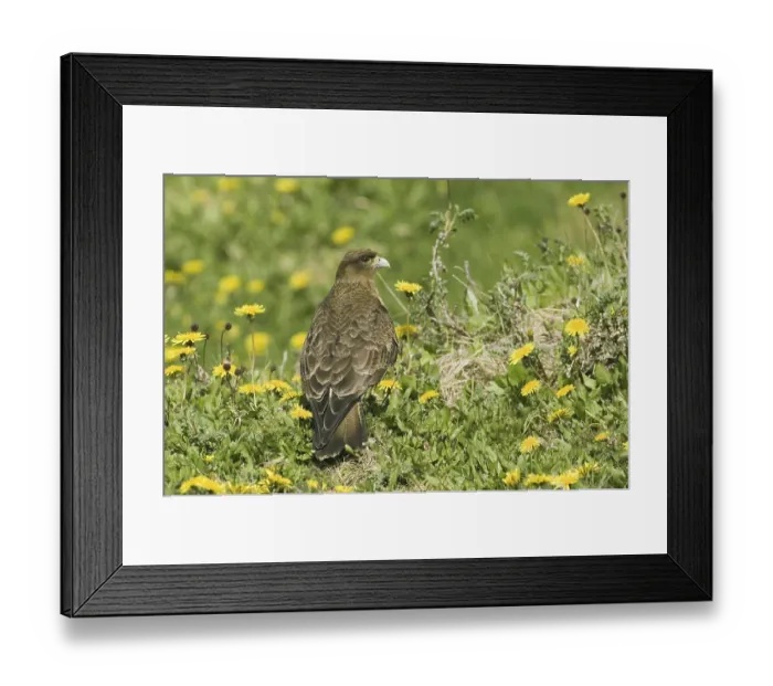 Framed Print : Chimango Caracara (Milvago chimango) Framed Print : Chimango Caracara (Milvago chimango)