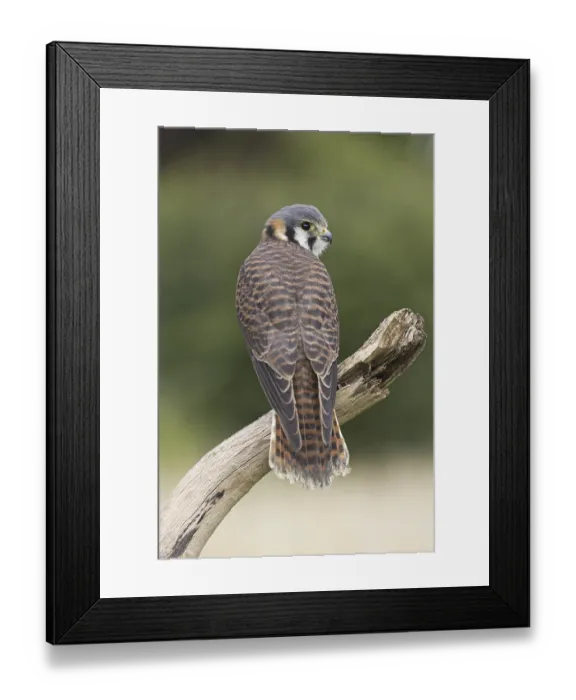 Framed Print : American Kestrel (Falco sparverius)