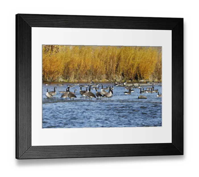 Framed Print : Canada geese (Branta canadensis) on the river Framed Print : Canada geese (Branta canadensis) on the river