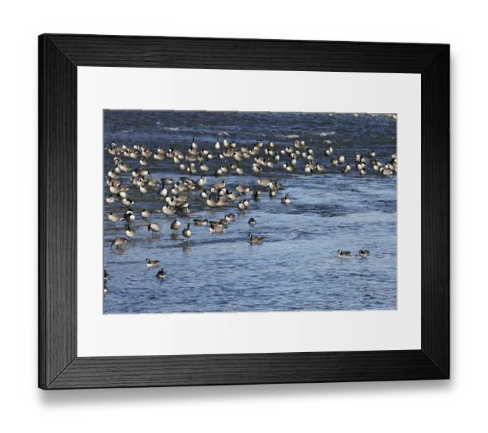 Framed Print : Canada geese (Branta canadensis) on the river Framed Print : Canada geese (Branta canadensis) on the river