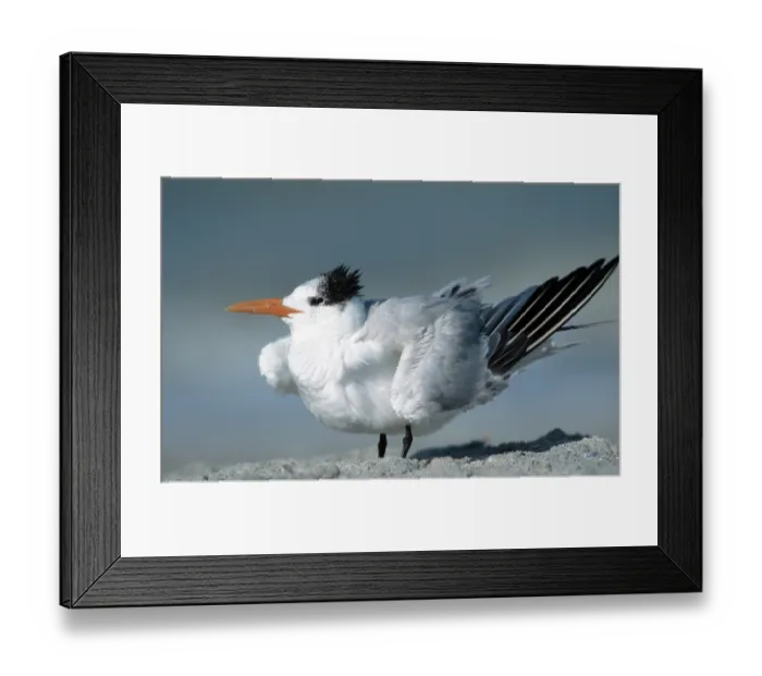 Framed Print : Royal Tern (Thalasseus maximus) Sanibel Island