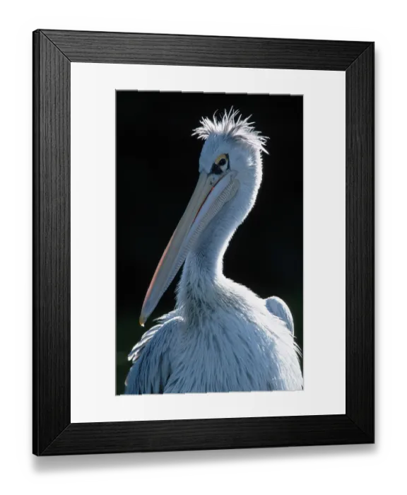 Framed Print : Pink-backed Pelican (Pelecanus rufescens)