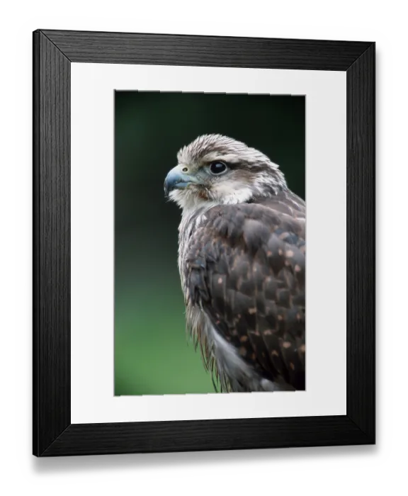Framed Print : Lanner Falcon (Falco biarmicus), lanner falcon