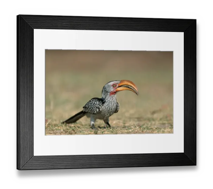Framed Print : Southern Yellowbilled Hornbill