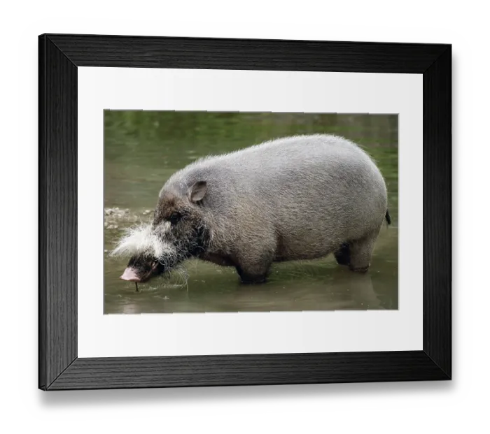 Framed Print : Bearded Pig (Sus barbatus), side