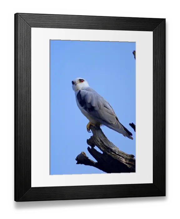 Framed Print : Black-shouldered Kite (Elanus caeruleus)
