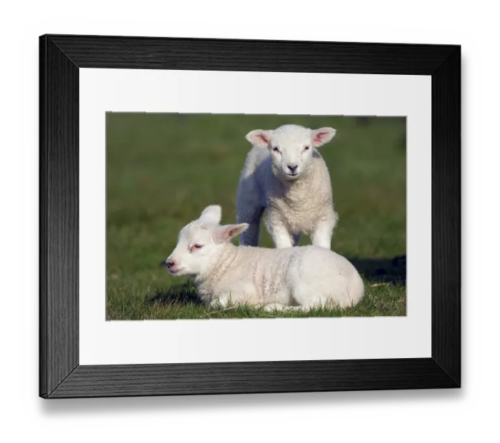 Framed Print : Domestic sheep, lambs, lamb, sheep, sheep