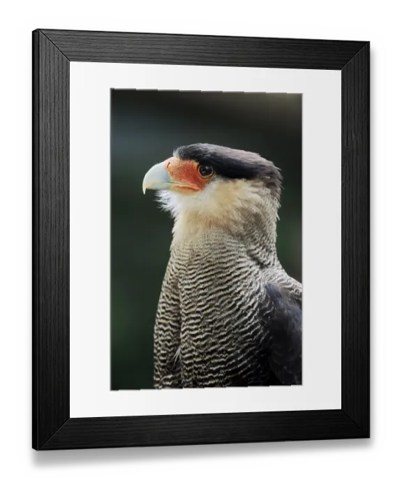 Framed Print : Common Caracara, Crested Caracara