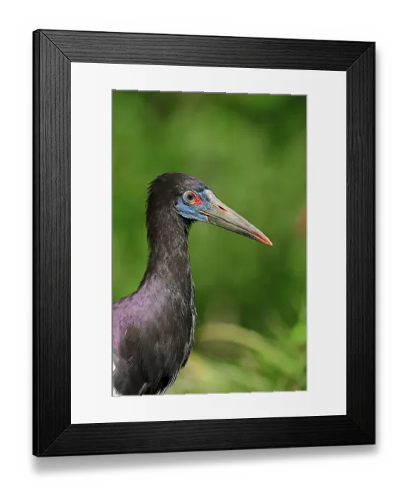 Framed Print : Abdim's stork's (Ciconia abdimii) stork Abdim's stork's (Ciconia abdimii) stork