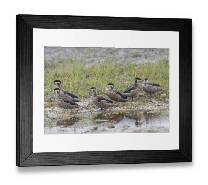 Framed Print : Hottentot Teals (Anas hottentota) Framed Print : Hottentot Teals (Anas hottentota)