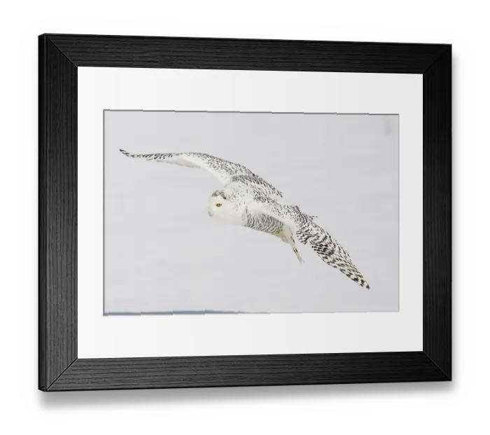 Framed Print : Snowy Owl (Nyctea scandiaca), female