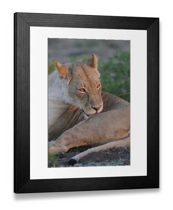 Framed Print : African Lion Niche Lion niche lion Framed Print : African Lion Niche Lion niche lion