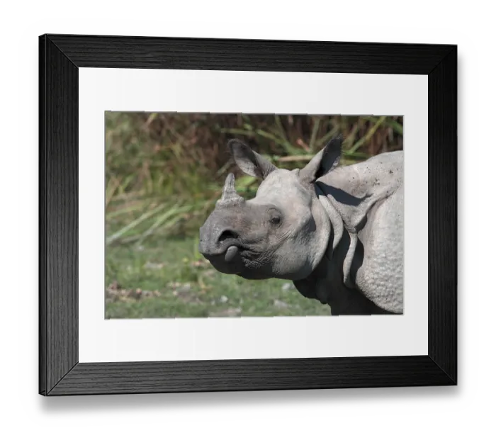 Framed Print : Indian rhinoceros (Rhinoceros unicornis)