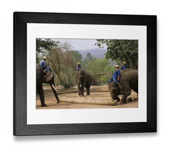 Framed Print : Asian Elephant, Indian Elephant Framed Print : Asian Elephant, Indian Elephant