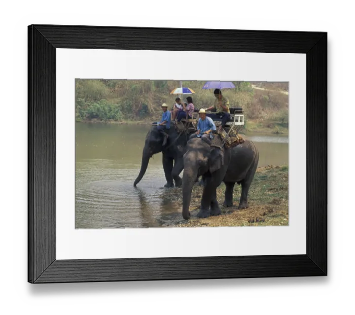 Framed Print : Asian elephant, Indian elephant