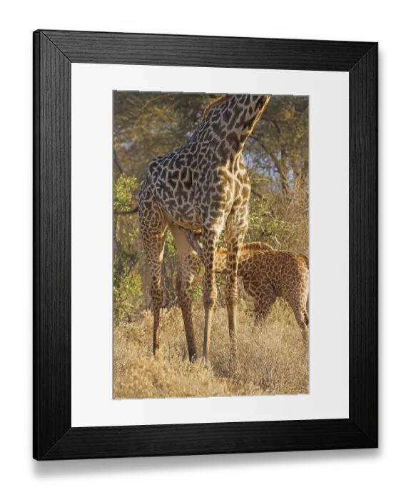 Framed Print : Tippelskirchii, massaigiraffe, massaigiraffes (Giraffa camelopardalis)