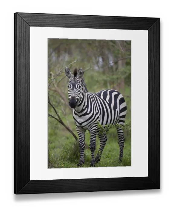 Framed Print : Common plains zebra (Equus quagga) adult