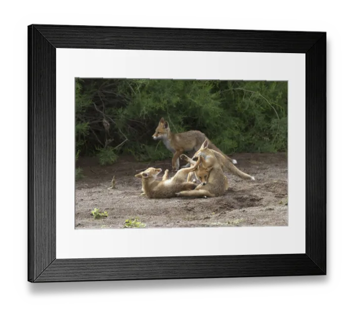 Framed Print : Red fox, red foxes, fox, foxes