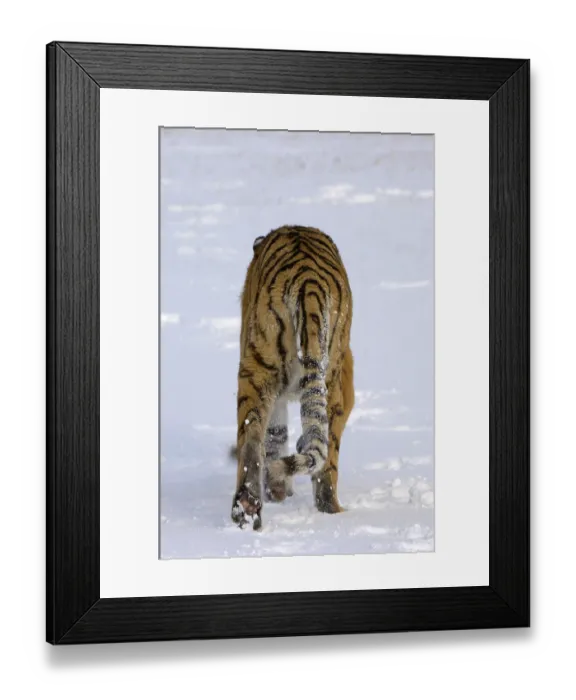 Framed Print : Siberian tiger (Panthera tigris altaica)