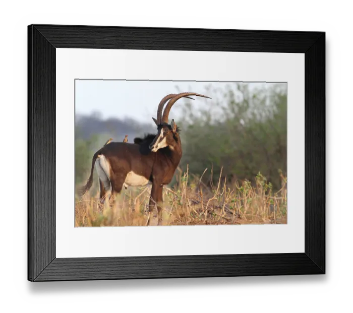 Framed Print : Sable Antelope, sable antilopes (Hippotragus niger)
