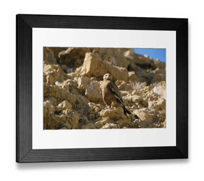 Framed Print : Nipalensis, steppe eagle (Aquila tawny eagle (Aquila rapax)