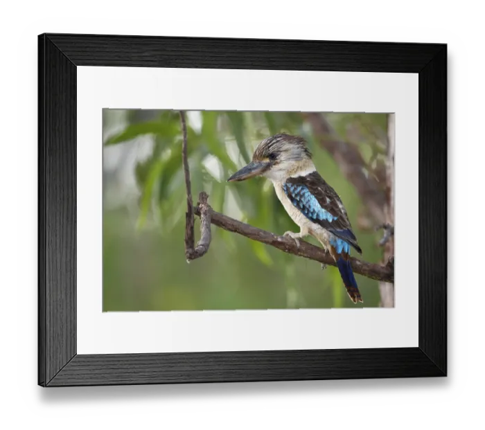 Framed Print : Blue-winged Kookaburra (Dacelo leachii) Framed Print : Blue-winged Kookaburra (Dacelo leachii)