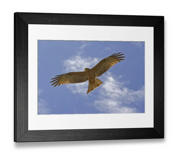 Framed Print : Black Kite (Milvus migrans), Africa Framed Print : Black Kite (Milvus migrans), Africa