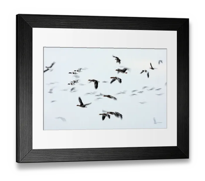 Framed Print : Greylag goose (Anser anser) and common shelduck (Tadorna tadorna) mixed flock Framed Print : Greylag goose (Anser anser) and common shelduck (Tadorna tadorna) mixed flock