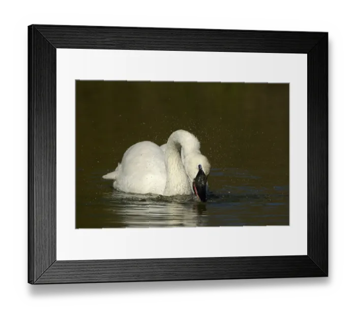 Framed Print : Adult trumpeter swan (Cygnus buccinator)
