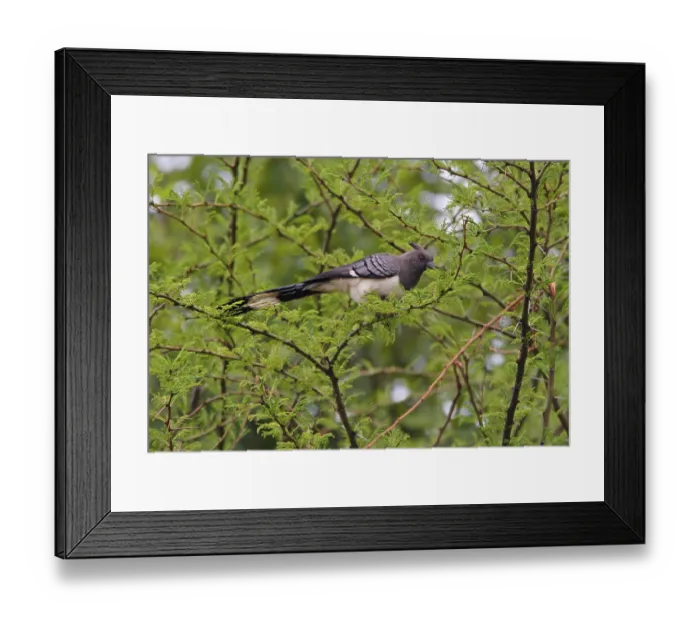 Framed Print : White-bellied go-away-bird, White-bellied Go-away-bird