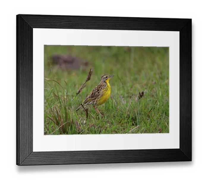 Framed Print : Sharpe's Longclaw (Macronyx sharpei) adult
