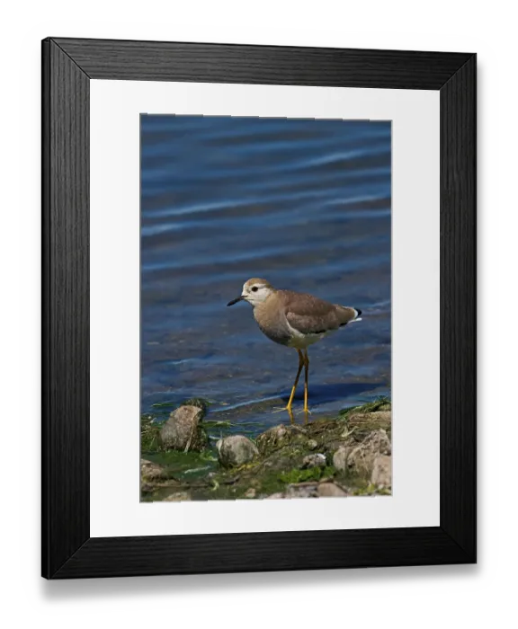 Framed Print : White-tailed Lapwing (Vanellus leucurus) adult